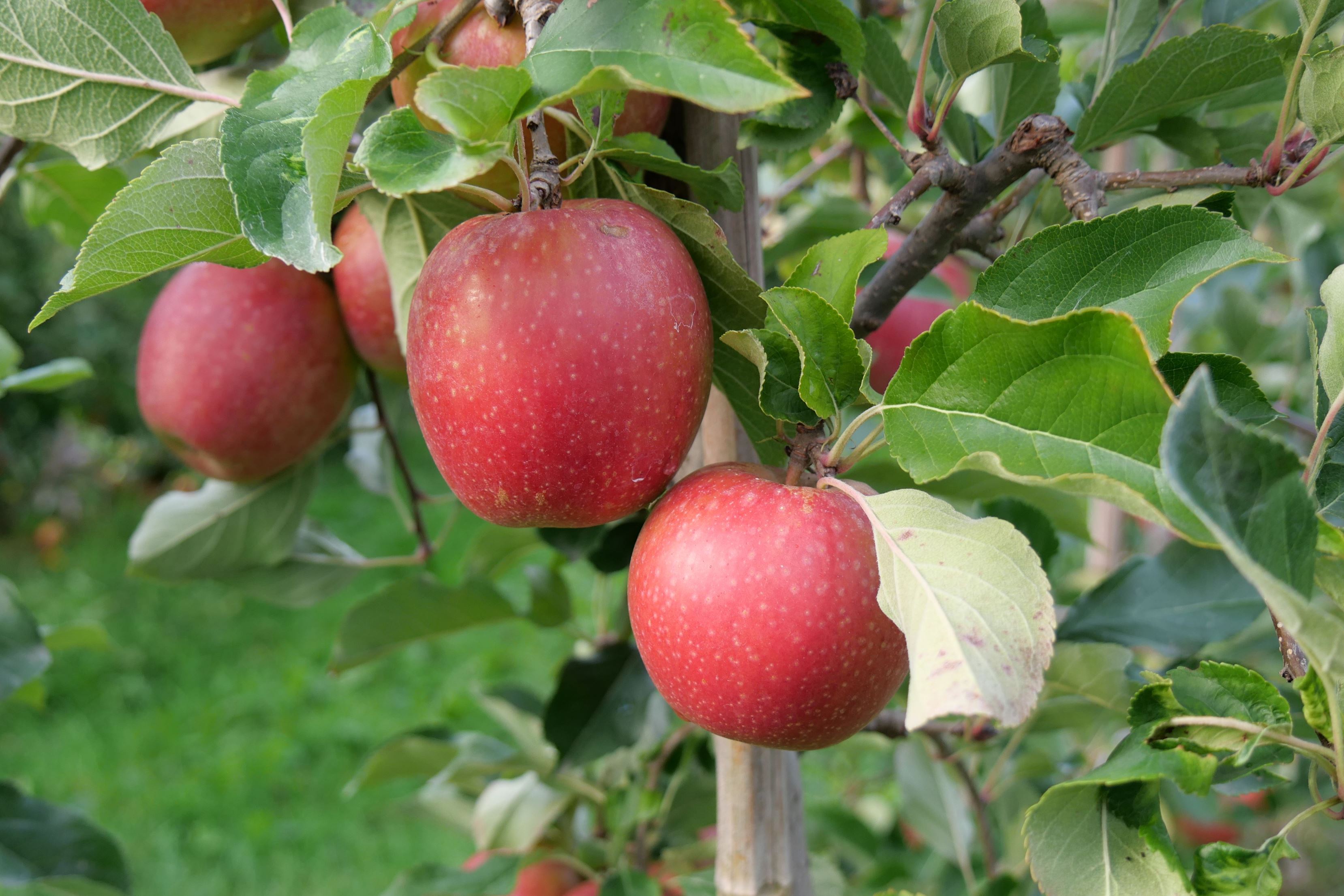 Äpfel Mariella vom Obsthof Kunz aus Ehrenkirchen-Offnadingen, 1 kg